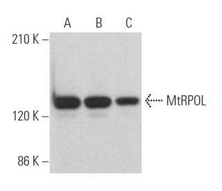 MtRPOL Antibody (B-1) - Western Blotting - Image 365167