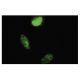 Mts1 Antibody (X9-7) - Immunofluorescence - Image 35675 