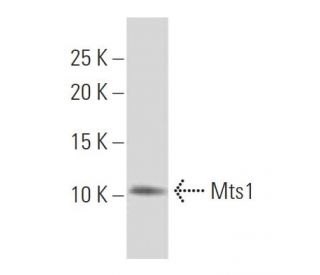 Mts1 Antibody (X9-7) - Western Blotting - Image 34159 