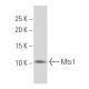 Mts1 Antibody (X9-7) - Western Blotting - Image 34159 