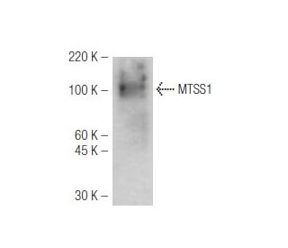 MTSS1 Antibody (M7-P3A7) - Western Blotting - Image 47836 