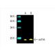 western blotting image from recommended mtTFA (F-6) monoclonal antibody replacement. Image 392750