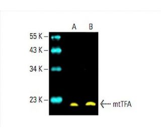 mtTFA Antibody (F-6) - Western Blotting - Image 392750 