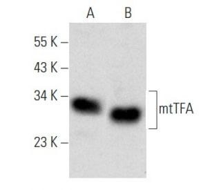 western blotting image from recommended mtTFA (C-9) monoclonal antibody replacement. Image 354318