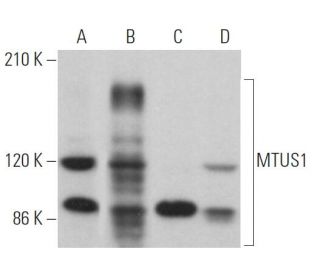 MTUS1 Antibody (A-4) - Western Blotting - Image 366877 