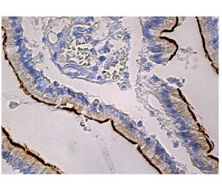 &micro;-protocadherin Antibody (A-11) - Immunohistochemistry - Image 159608 