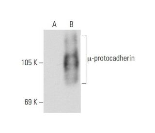 &micro;-protocadherin Antibody (G-1) - Western Blotting - Image 129669 