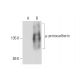 µ-protocadherin Antibody (G-1) - Western Blotting - Image 129669 