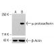 µ-protocadherin Antibody (G-1) - Western Blotting - Image 413883