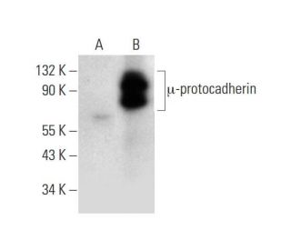 &micro;-protocadherin Antibody (G-10) - Western Blotting - Image 309619 