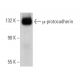 µ-protocadherin Antibody (G-10) - Western Blotting - Image 366385