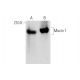 Mucin 1/MUC1 Antibody (BC-2) - Western Blotting - Image 143505