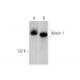 western blotting image from recommended Mucin 1/MUC1 (VU4H5) monoclonal antibody replacement. Image 352768