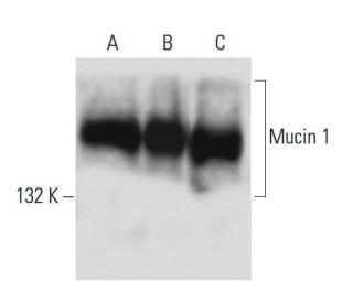 Mucin 1/MUC1 Antibody (C-Mu1) - Western Blotting - Image 14013 