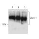 Mucin 1/MUC1 Antibody (C-Mu1) - Western Blotting - Image 14013 