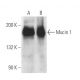 Mucin 1/MUC1 Antibody (C-Mu1) - Western Blotting - Image 14081