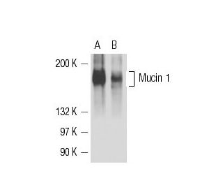 Mucin 1/MUC1 Antibody (M2F1) - Western Blotting - Image 15713 