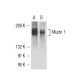 Mucin 1/MUC1 Antibody (M2F1) - Western Blotting - Image 15713 