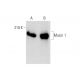 Mucin 1/MUC1 Antibody (M2F1) - Western Blotting - Image 143510