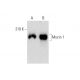 Mucin 1/MUC1 Antibody (M8C9) - Western Blotting - Image 143511