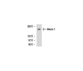 Mucin 1/MUC1 Antibody (SM3) - Western Blotting - Image 15827 