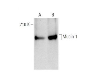 Mucin 1/MUC1 Antibody (Vu-2G7) - Western Blotting - Image 143514 
