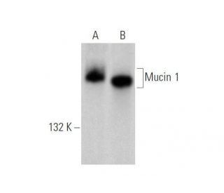 Mucin 1/MUC1 Antibody (VU4H5) - Western Blotting - Image 352768 