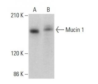 Mucin 1/MUC1 Antibody (VU4H5) - Western Blotting - Image 379158