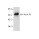Mucin 12/MUC12 Antibody (G-1) - Western Blotting - Image 282584