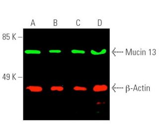 Mucin 13/MUC13 Antibody (D-5) - Western Blotting - Image 389993 