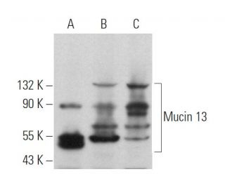 Mucin 13/MUC13 Antibody (G-10) - Western Blotting - Image 368403 