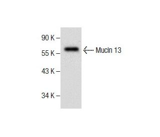 Mucin 13/MUC13 Antibody (G-10) - Western Blotting - Image 286734