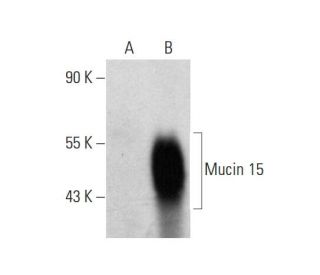 Mucin 15/MUC15 Antibody (H-5) - Western Blotting - Image 144649