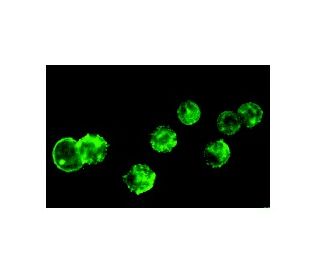 Mucin 2/MUC2 Antibody (Ccp58) | SCBT - Santa Cruz Biotechnology Mucin 2/MUC2 Antibody (Ccp58) | SCBT - Santa Cruz Biotechnology