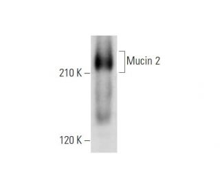 Mucin 2/MUC2 Antibody (H-9) - Western Blotting - Image 344130 