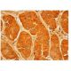 Mucin 5AC/MUC5AC Antibody (45M1) - Immunohistochemistry - Image 313898 