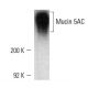 Mucin 5AC/MUC5AC Antibody (45M1) - Western Blotting - Image 6715