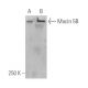western blotting image from recommended Mucin 5B/MUC5B (5B#19-2E) monoclonal antibody replacement. Image 5301