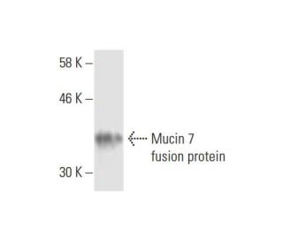 Mucin 7/MUC7 Antibody (1C10) - Western Blotting - Image 348551