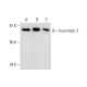 mucolipin 2 Antibody (F-1) - Western Blotting - Image 296285