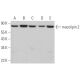mucolipin 2 Antibody (F-1) - Western Blotting - Image 368339 