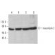 mucolipin 2 Antibody (F-1) - Western Blotting - Image 383954 