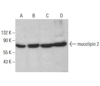 mucolipin 2 Antibody (F-1) - Western Blotting - Image 383954
