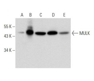MULK Antibody (C-7) - Western Blotting - Image 311956 