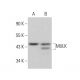 MULK Antibody (C-7) - Western Blotting - Image 377384