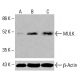 MULK Antibody (C-7) - Western Blotting - Image 415563