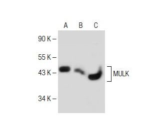 MULK Antibody (F-3) - Western Blotting - Image 150230 