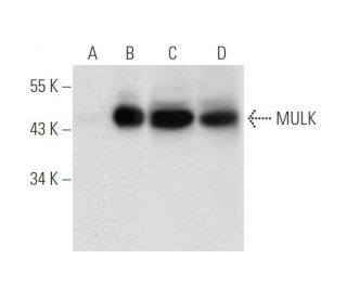 MULK Antibody (F-5) - Western Blotting - Image 316277 