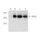 MULK Antibody (F-5) - Western Blotting - Image 316277 