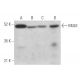 MULK Antibody (F-5) - Western Blotting - Image 374833